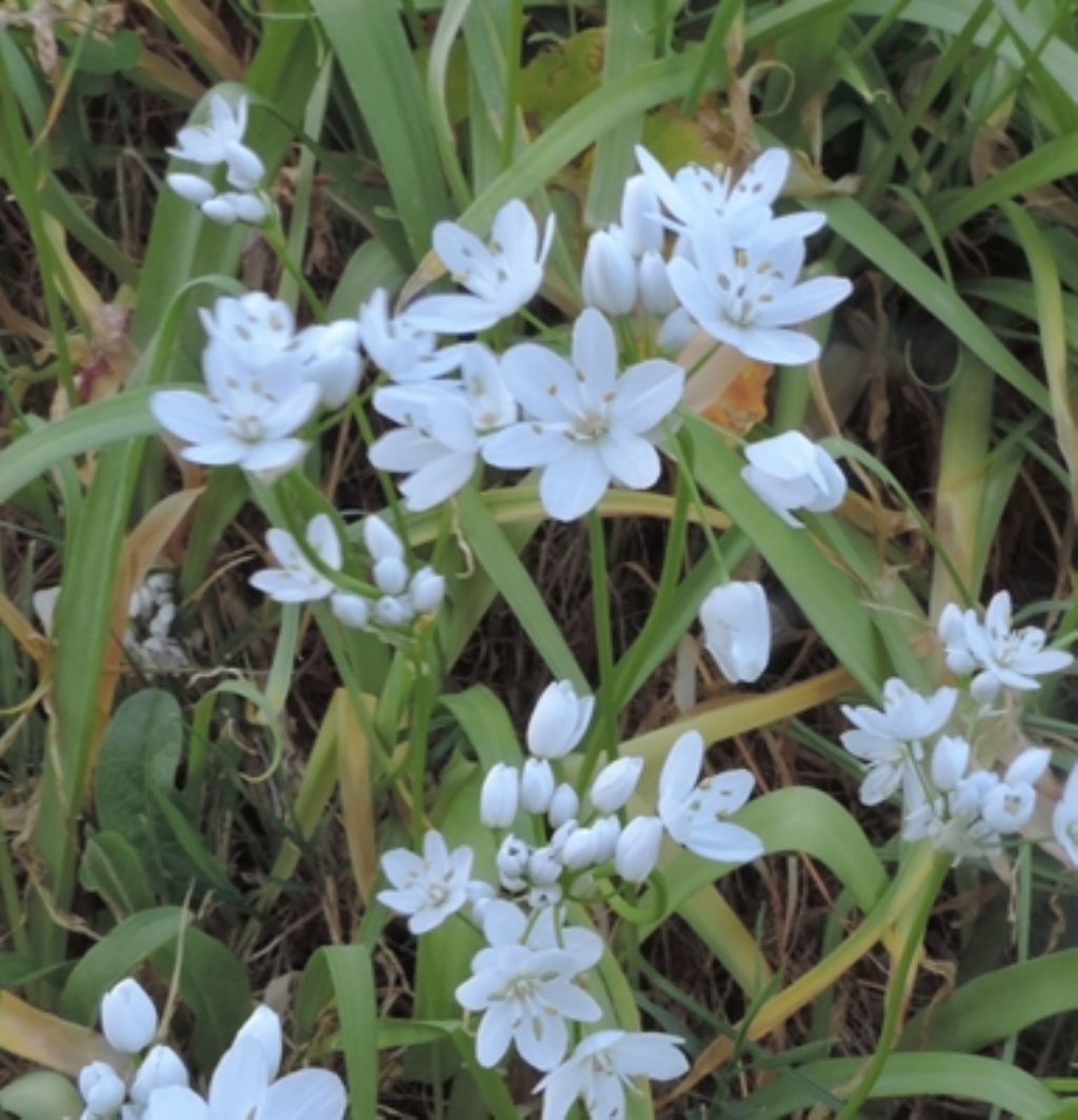 Allium cfr. neapolitanum